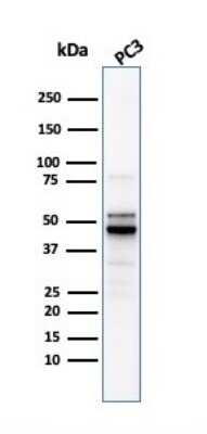 Western Blot: Ornithine Decarboxylase Antibody (ODC1/2878R) [NBP3-07470] - Western Blot Analysis of PC3 cell lysate using Ornithine Decarboxylase Rabbit Recombinant Monoclonal Antibody (Ornithine Decarboxylase/2878R).