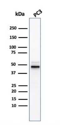 Western Blot: Ornithine Decarboxylase Antibody (ODC1/3636R) [NBP3-07471] - Western Blot Analysis of PC3 cell lysate using Ornithine Decarboxylase Recombinant Rabbit Monoclonal Antibody (ODC1/3636R).