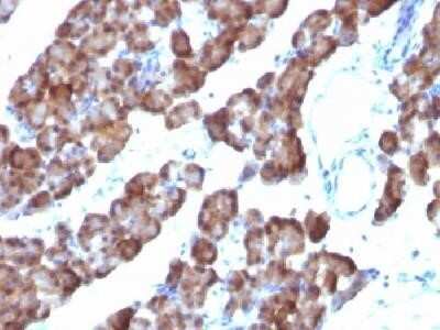 Immunohistochemistry-Paraffin: Ornithine Decarboxylase Antibody (ODC1/485) - IHC-Prediluted [NBP2-44732] - Formalin-fixed, paraffin-embedded Rat pancreas stained with ODC1 Monoclonal Antibody (ODC1/485)