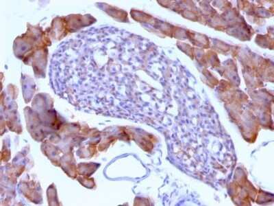 Immunohistochemistry-Paraffin: Ornithine Decarboxylase Antibody (ODC1/485) - IHC-Prediluted [NBP2-44732] - Formalin-fixed, paraffin-embedded Mouse Pancreas stained with Ornithine Decarboxylase Antibody (ODC1/485).