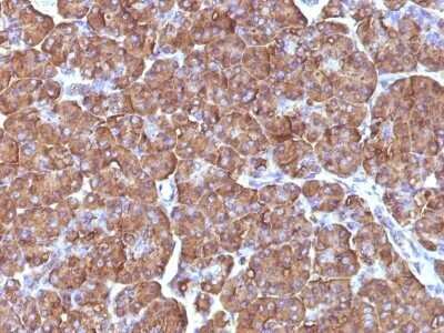Immunohistochemistry-Paraffin: Ornithine Decarboxylase Antibody (ODC1/486) - Azide and BSA Free [NBP2-47836] - Human Pancreas stained with ODC1 Monoclonal Antibody (ODC1/486)