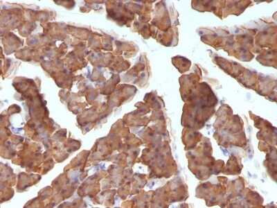 Immunohistochemistry-Paraffin: Ornithine Decarboxylase Antibody (ODC1/486) - Azide and BSA Free [NBP2-47836] - Formalin-fixed, paraffin-embedded Mouse Pancreas stained with Ornithine Decarboxylase Antibody (ODC1/486).