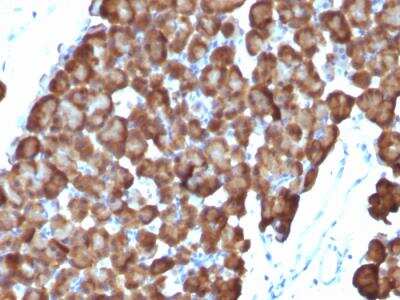 Immunohistochemistry-Paraffin: Ornithine Decarboxylase Antibody (ODC1/486) - IHC-Prediluted [NBP2-48321] - Formalin-fixed, paraffin-embedded Rat Pancreas stained with ODC1 Mouse Monoclonal Antibody (ODC1/486).