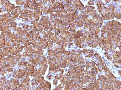 Immunohistochemistry-Paraffin: Ornithine Decarboxylase Antibody (ODC1/486) - IHC-Prediluted [NBP2-48321] - Formalin-fixed, paraffin-embedded human Pancreas stained with ODC1 Mouse Monoclonal Antibody (ODC1/486).