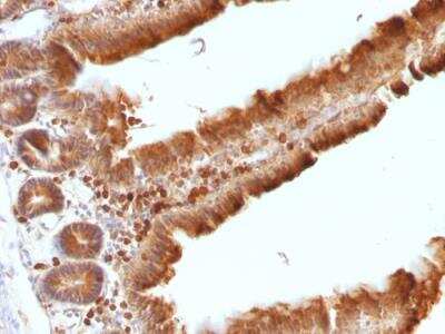 Immunohistochemistry-Paraffin: Ornithine Decarboxylase Antibody (ODC1/486) - IHC-Prediluted [NBP2-48321] - Formalin-fixed, paraffin-embedded Mouse Small Intestine stained with ODC1 Mouse Monoclonal Antibody (ODC1/486).