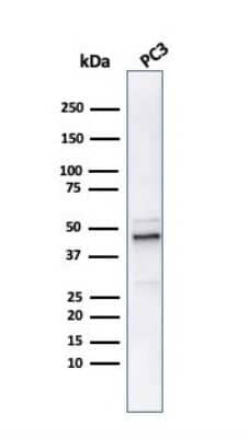 Western Blot: Ornithine Decarboxylase Antibody (ODC1/486) [NBP2-44734] - Western Blot Analysis of PC3 cell lysate usingOrnithine Decarboxylase antibody (ODC1/486).