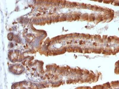 Immunohistochemistry-Paraffin: Ornithine Decarboxylase Antibody (ODC1/487) - Azide and BSA Free [NBP2-47837] - Formalin-fixed, paraffin-embedded Mouse Small Intestine stained with Ornithine Decarboxylase Antibody (ODC1/487)
