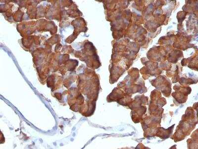 Immunohistochemistry-Paraffin: Ornithine Decarboxylase Antibody (ODC1/487) - IHC-Prediluted [NBP2-48322] - Formalin-fixed, paraffin-embedded Mouse Pancreas stained with ODC1 Monoclonal Antibody (ODC1/487)