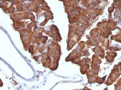 Immunohistochemistry-Paraffin: Ornithine Decarboxylase Antibody (ODC1/487) [NBP2-44735] - Formalin-fixed, paraffin-embedded Mouse Pancreas stained with Ornithine Decarboxylase Antibody (ODC1/487)