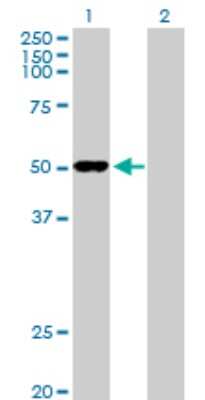 Western Blot: Ornithine Decarboxylase Antibody [H00004953-D01P] - Analysis of ODC1 expression in transfected 293T cell line by ODC1 polyclonal antibody.Lane 1: ODC1 transfected lysate(51.10 KDa).Lane 2: Non-transfected lysate.
