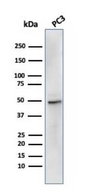 Western Blot: Ornithine Decarboxylase Antibody (rODC1/485) [NBP3-07463] - Western Blot Analysis of PC3 cell lysate using Ornithine Decarboxylase Recombinant Mouse Monoclonal Antibody (rODC1/485).