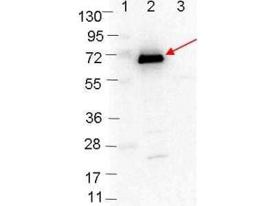 Western Blot: OspC Antibody [NBP2-21683] - Detection of 0.1 ug of recombinant OspC protein. Lane 1: Molecular weight markers. Lane 2: MBP-OspC fusion protein. Lane 3: MBP alone. Protein was run on a 4-20% gel, then transferred to 0.45 um nitrocellulose. After blocking with 1% BSA-TTBS  overnight at 4C, primary antibody was used at 1:1000 at room temperature for 30 min. HRP-conjugated Goat-Anti-Rabbit secondary antibody was used at 1:40,000 in Blocking Buffer and imaged on the 4000 imaging system.