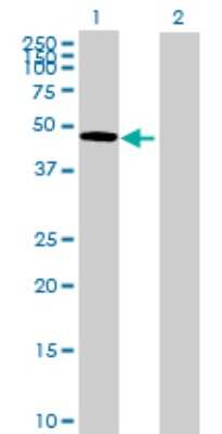Western Blot: Osteoadherin/OSAD/OMD Antibody [H00004958-B01P] - Analysis of OMD expression in transfected 293T cell line by OMD polyclonal antibody.  Lane 1: OMD transfected lysate(46.31 KDa). Lane 2: Non-transfected lysate.