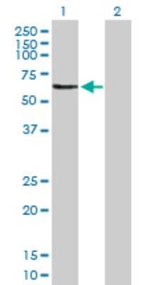 Western Blot: Osteoadherin/OSAD/OMD Antibody [H00004958-D01P] - Analysis of OMD expression in transfected 293T cell line by OMD polyclonal antibody.Lane 1: OMD transfected lysate(49.50 KDa).Lane 2: Non-transfected lysate.