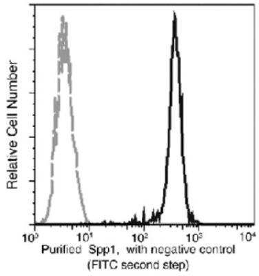 Flow Cytometry: Osteopontin/OPN Antibody (001) [NBP2-89443] - Analysis of purified anti-human Spp1 on U937 cells. U937 cells were treated and stained with Purified Rabbit anti-Spp1 (Bold line hisgram), To demonstrate specificity of staining the binding of anti-human Spp1 was blocked by the preincubation of the purified antibody with molar excess of recombinant human Spp1 (5 ug,) for 1 hour (dashed line hisgram), then stained with a FITC-conjugated second step antibody.