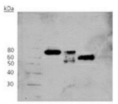 Western Blot: Osteopontin/OPN Antibody (53) [NBP1-19184] - MDA-MB-435 cell lysates, conditioned medium from MDA-MB-435 cells containing secreted OPN or recombinant protein.