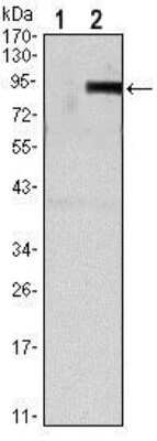 Western Blot: Osteoprotegerin/TNFRSF11B Antibody (5G2) [NBP1-51670] - Western blot analysis using TNFRSF11B mAb against HEK293 (1) and TNFRSF11B-hIgGFc transfected HEK293 (2) cell lysate.