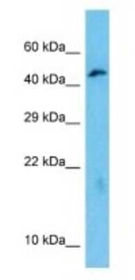 Western Blot Otoconin 90 Antibody - BSA Free