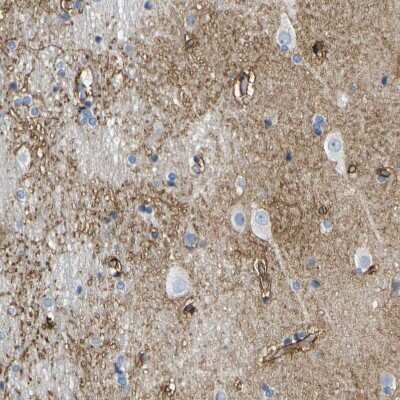 Immunohistochemistry-Paraffin: Otoferlin Antibody [NBP1-85233] - Staining of human cerebral cortex shows moderate positivity in neuropil.