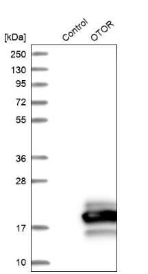 Western Blot: Otoraplin/OTOR Antibody [NBP1-83912] - Analysis in control (vector only transfected HEK293T lysate) and OTOR over-expression lysate (Co-expressed with a C-terminal myc-DDK tag (3.1 kDa) in mammalian HEK293T cells).