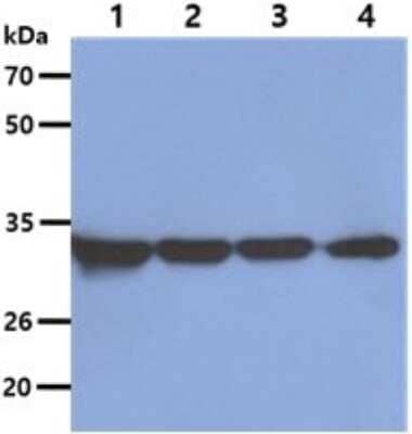 Western Blot: Otubain-1 Antibody (17E10) [NBP2-59389] - Lane 1: A549 cell lysates, Lane 2: HeLa cell lysates, Lane 3: HepG2 cell lysates, Lane 4: 293T cell lysates