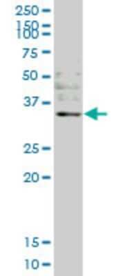 Western Blot: Otubain-1 Antibody (1C12) [H00055611-M09] - Analysis of OTUB1 expression in Hela S3 NE (Cat # L013V3).