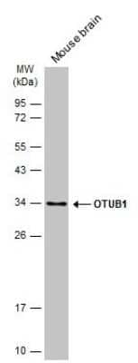 Western Blot: Otubain-1 Antibody (GT611) [NBP3-13627] - Mouse tissue extract (50 ug) was separated by 12% SDS-PAGE, and the membrane was blotted with Otubain-1 antibody [GT611] (NBP3-13627) diluted at 1:1000. The HRP-conjugated anti-mouse IgG antibody (NBP2-19382) was used to detect the primary antibody.