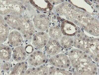 Immunohistochemistry Otubain-1 Antibody (OTI5B8)