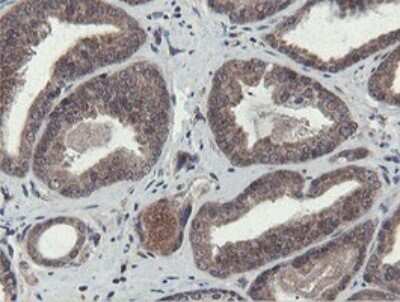 Immunohistochemistry Otubain-1 Antibody (OTI5B8)