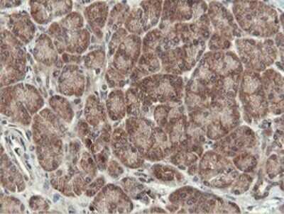 Immunohistochemistry: Otubain-1 Antibody (OTI5B8) [NBP2-45879] - Analysis of Human pancreas tissue .