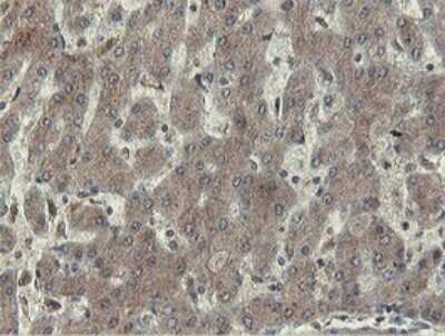 Immunohistochemistry: Otubain-1 Antibody (OTI5B8) [NBP2-45879] - Analysis of Human liver tissue.