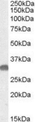 Western Blot: Otubain-1 Antibody [NBP1-20957] - Staining of mouse brain lysate (35 ug protein in RIPA buffer). Primary incubation was 1 hour. Detected by chemiluminescence.