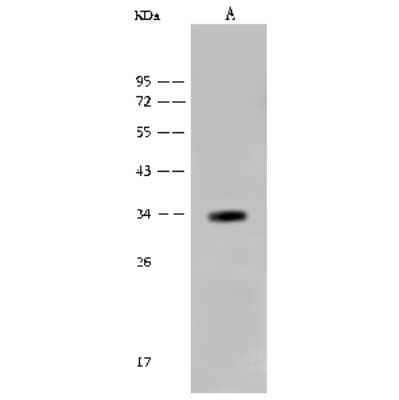 Western Blot: Otubain-1 Antibody [NBP2-99440] - Anti-Otubain-1 rabbit polyclonal antibody at 1:500 dilution. Lane A: Mouse brain tissue lysate Lysates/proteins at 30 ug per Lane. Secondary Goat Anti-Rabbit IgG (H+L)/HRP at 1/10000 dilution. Developed using the ECL technique. Performed under reducing conditions. Predicted band size: 31 kDa. Observed band size: 34 kDa