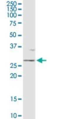 Western Blot: Otubain-2 Antibody [H00078990-D01P] - Analysis of OTUB2 expression in mouse kidney.