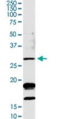 Western Blot: Otubain-2 Antibody [H00078990-D01P] - Analysis of OTUB2 expression in rat brain.