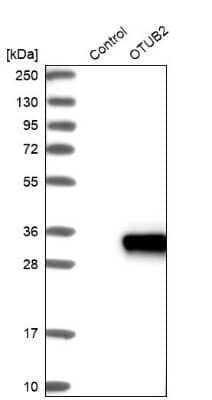 Western Blot Otubain-2 Antibody - BSA Free