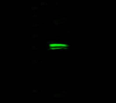 Western Blot: Otx1 Antibody [NBP2-98730] - Anti-Otx1 rabbit polyclonal antibody at 1:500 dilution. Lane A: Jurkat Whole Cell Lysate. Lysates/proteins at 30 ug per lane. Secondary Goat Anti- Rabbit IgG H&L (Dylight 800) at 1/10000 dilution. Developed using the Odyssey technique. Performed under reducing conditions. Predicted band size: 39 kDa. Observed band size: 36 kDa (We are unsure as to the identity of these extra bands).