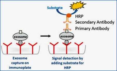 Overall Exosome Capture and Quantification (Urine, Colorimetric) Kit [NBP2-49783] - Principle underlying the immunocapture and quantification of the exosomes with this kit