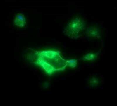 Immunofluorescence: P-Cadherin Antibody (OTI2D5) [NBP2-45601] - Analysis  of COS7 cells transiently transfected by pCMV6-ENTRY P-Cadherin.