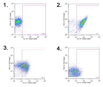 Flow Cytometry: P-Selectin/CD62P Antibody (Psel.KO.2.7) [DyLight 488] [NB100-65392G] - Differential CD62P (P-selectin) expression of equine platelets in response to varying agonist treatments (Control (1), Thrombin (2), Convulxin (3), Ionophore A23187 (4)). All samples were first gated on CD61 positive events.