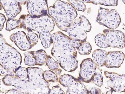 Immunohistochemistry-Paraffin: P11 Antibody [NBP2-99471] - Immunochemical staining of human P11 in human placenta with rabbit polyclonal antibody at 1:1000 dilution, formalin-fixed paraffin embedded sections.