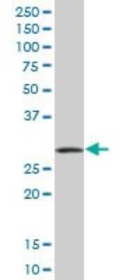Western Blot: P15RS Antibody [H00055197-B01P] - Analysis of RPRD1A expression in human liver.