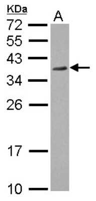 Western Blot: P15RS Antibody [NBP2-19650] - Sample (30 ug of whole cell lysate) A: HCT116 12% SDS PAGE gel, diluted at 1:1000.