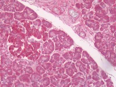 Immunohistochemistry-Paraffin: P2RY5 Antibody [NLS852] - Analysis of anti-P2RY5 antibody with human pancreas.