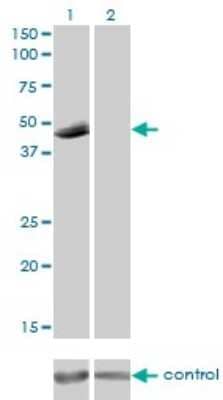 Western Blot: P2X5/P2RX5 Antibody (1C5) [H00005026-M01] - Analysis of P2RX5 over-expressed 293 cell line, cotransfected with P2RX5 Validated Chimera RNAi ( Cat # H00005026-R01V ) (Lane 2) or non-transfected control (Lane 1). Blot probed with P2RX5 monoclonal antibody (M01), clone 1C5 (Cat # H00005026-M01 ). GAPDH ( 36.1 kDa ) used as specificity and loading control.