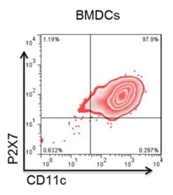 Flow Cytometry: P2X7/P2RX7 Antibody (Hano43) [Alexa Fluor® 647] [NBP1-40894AF647] - Mouse dendritic cells (BMDCs) stained for CD11c and P2X7. Image from verified customer review.