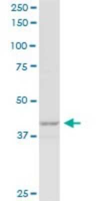 Western Blot: P2Y1/P2RY1 Antibody [H00005028-B02P] - Analysis of P2RY1 expression in human kidney.