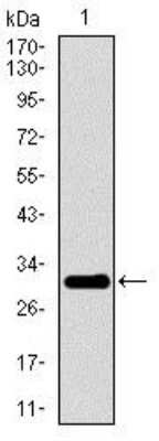 Western Blot: P2Y13/P2RY13/GPR86 Antibody (2H1G9) [NBP2-37382] - Western blot analysis using P2RY13 mAb against human P2RY13 recombinant protein. (Expected MW is 31.6 kDa)