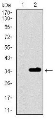 Western Blot: P2Y13/P2RY13/GPR86 Antibody (2H1G9) [NBP2-37382] - Western blot analysis using P2RY13 mAb against HEK293 (1) and P2RY13 (AA: 1-49)-hIgGFc transfected HEK293 (2) cell lysate.