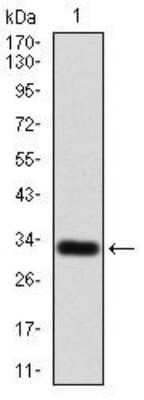 Western Blot: P2Y13/P2RY13/GPR86 Antibody (3E8C12) [NBP2-52527] - Analysis using P2RY13 mAb against human P2RY13 (AA: 1-49) recombinant protein. (Expected MW is 31.6 kDa)